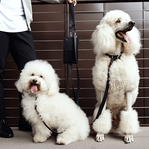 Beis The Pet Leash XS/S guinzaglio con pochette